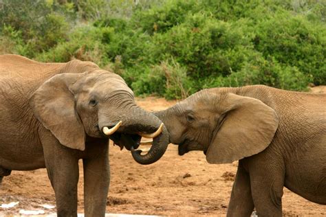 Elephants, dolphins, bed bugs (and more!) prove there is nothing more natural than same-sex behavior. There are still people out there who think that being gay is “unnatural,” but ...